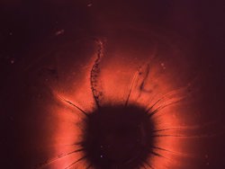 HUMAN CELL