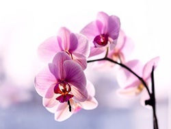 The deception of orchid plants