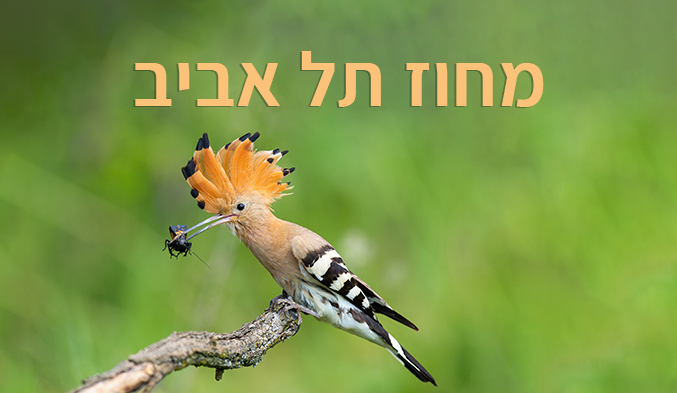 מחוז תל אביב