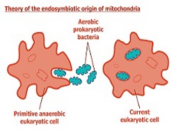 Endosymbiotic Theory