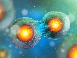 Mitosis vs Meiosis