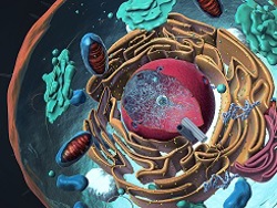 Prokaryotes,Eukaryotes