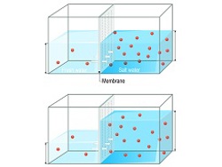 Osmosis and water potentiol