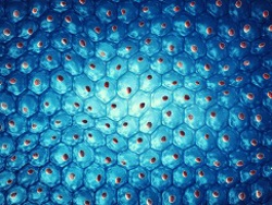 Specialized Cells