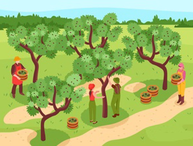 מסיק הזיתים שלי