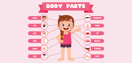 Body Parts איברי גוף
