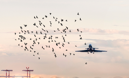Drive Away Birds
