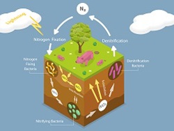 Carbon and Nitrogen Cycles - אחיות אמבה -מחזור הפחמן והחנקן