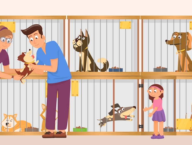 האדם והחי | יחידה 1: אימוץ חיית מחמד
