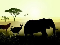 Jungles Of Brazil