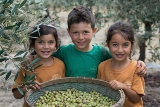 מסיק זיתים