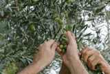המסיק ועץ הזית