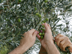 המסיק ועץ הזית