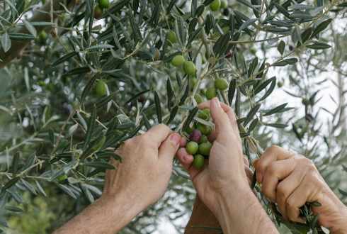 המסיק ועץ הזית