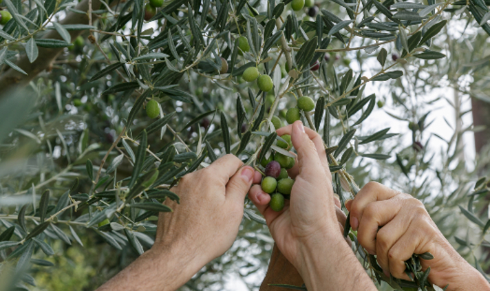 המסיק ועץ הזית