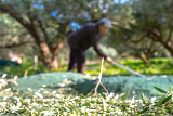 סבא רבא ועץ זית אחד