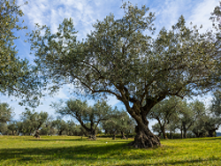 "חלקת אלוהים" מאת יורם טהרלב
