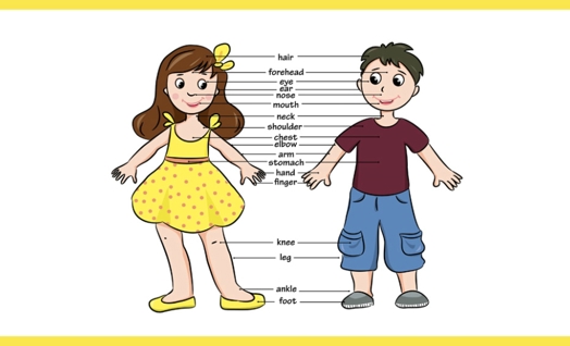Parts Of The Body