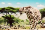 Animals