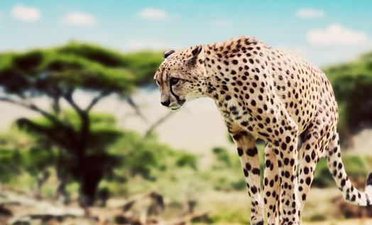 Animals