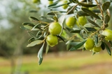 המסיק