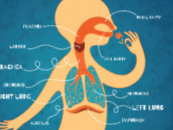 How breathing works