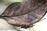 Hiding, Camouflage & Mimicry