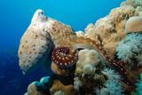 Amazing Octopus Color Transformation