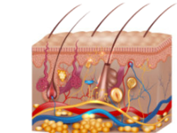 Anatomy of the Skin - 3D