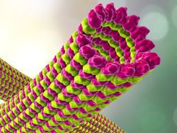 Cell Structure
