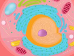 Introduction to Cells