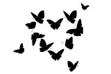 I Never Saw Another Butterfly