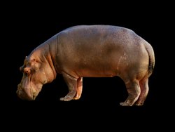 What Can the Hippo Do?