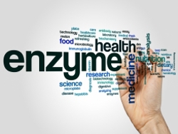 How Enzymes Work