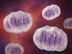 Mighty Mitochondria 