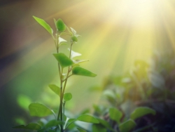 Photosynthesis