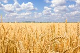 Shavuot
