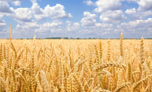 Shavuot