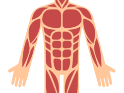 muscle structure (כתוביות) 
