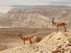 עתיד חיות הבר בידינו