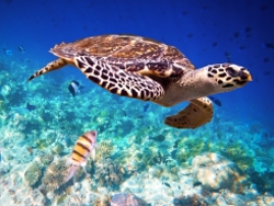 (כתוביות) The Sea Turtle