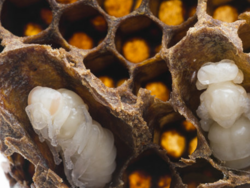 Bees Hatch