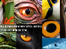 השראה ופרספקטיבה