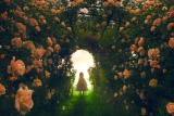 The Secret Garden