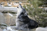 White Fang