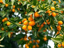 أغنية عن الحمضيّات