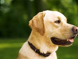 הסיפור על הכלב מרלי