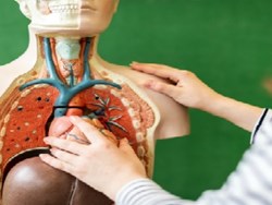 כיצד עובדת מערכת החיסון?