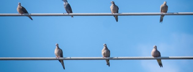ספרות ממלכתי