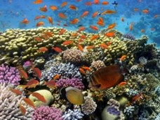 סימביוזה בשונית אלמוגים